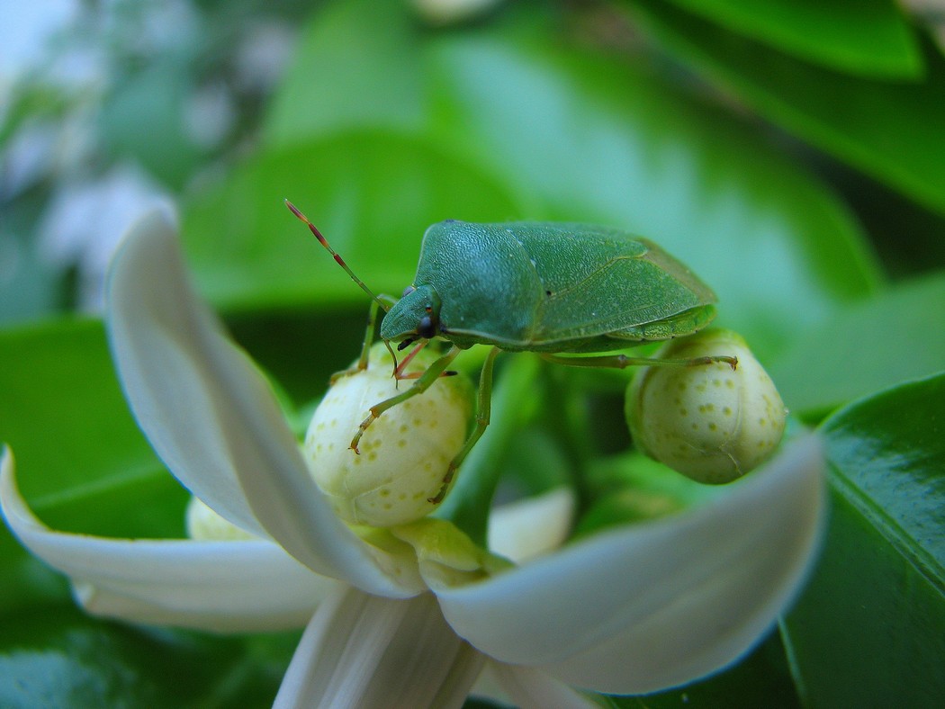 Nuovi insetti da identificare al Parco del Ticino